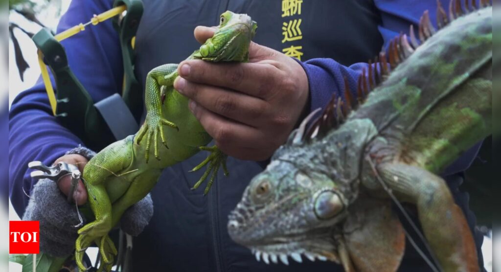 Taiwan Bounty Hunters Kill Iguana Invaders