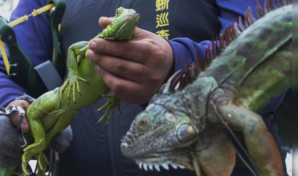 Taiwan Bounty Hunters Kill Iguana Invaders