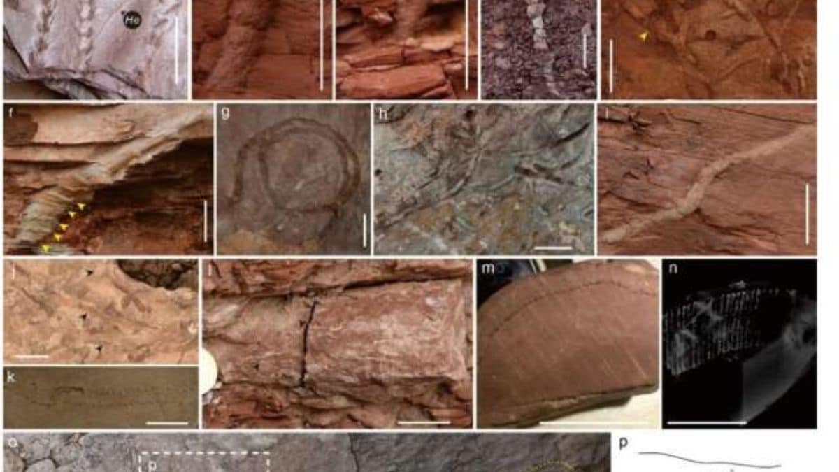 Land Ecosystems Rebounded Faster After Permian Mass Extinction, New Study Shows